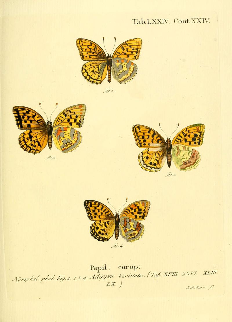 Die Schmetterlinge in Abbildungen nach der Natur (Tab. LXXIV) (6103317266)