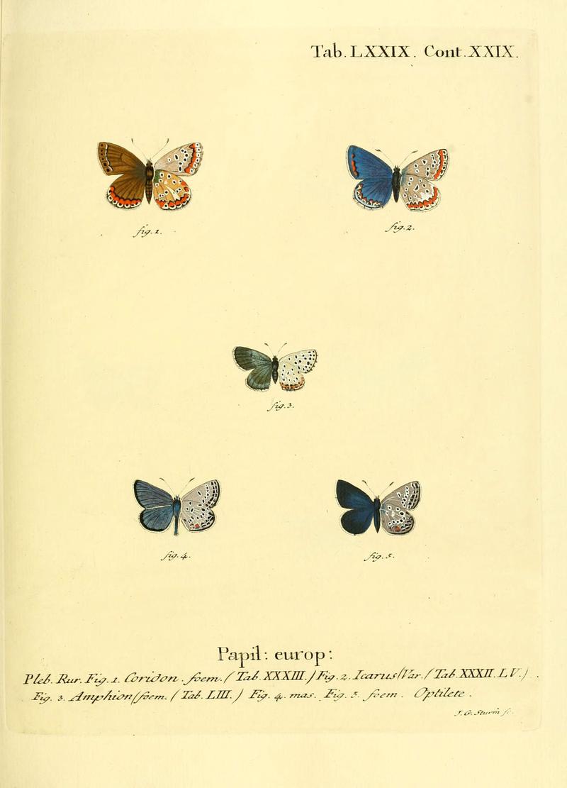 Die Schmetterlinge in Abbildungen nach der Natur (Tab. LXXIX) (6103318404)