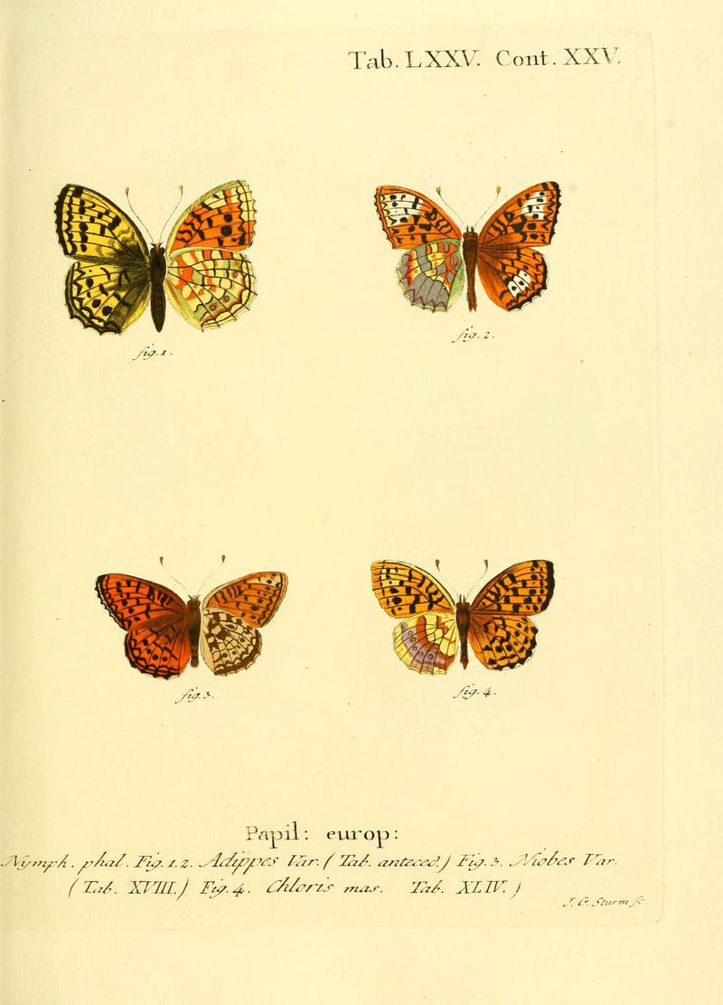 Die Schmetterlinge in Abbildungen nach der Natur (Tab. LXXV) (6102771331)