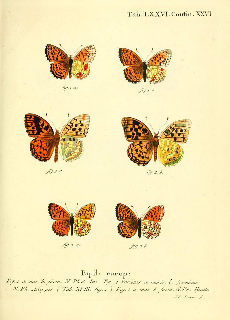 Die Schmetterlinge in Abbildungen nach der Natur (Tab. LXXVI) (6103317686)