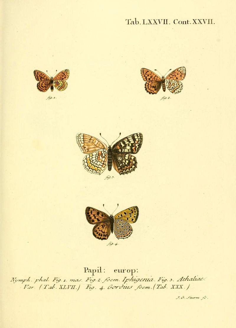 Die Schmetterlinge in Abbildungen nach der Natur (Tab. LXXVII) (6102771739)