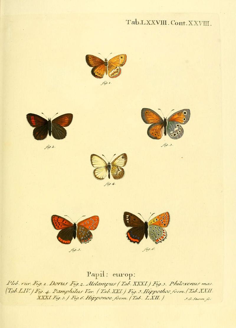 Die Schmetterlinge in Abbildungen nach der Natur (Tab. LXXVIII) (6102771939)