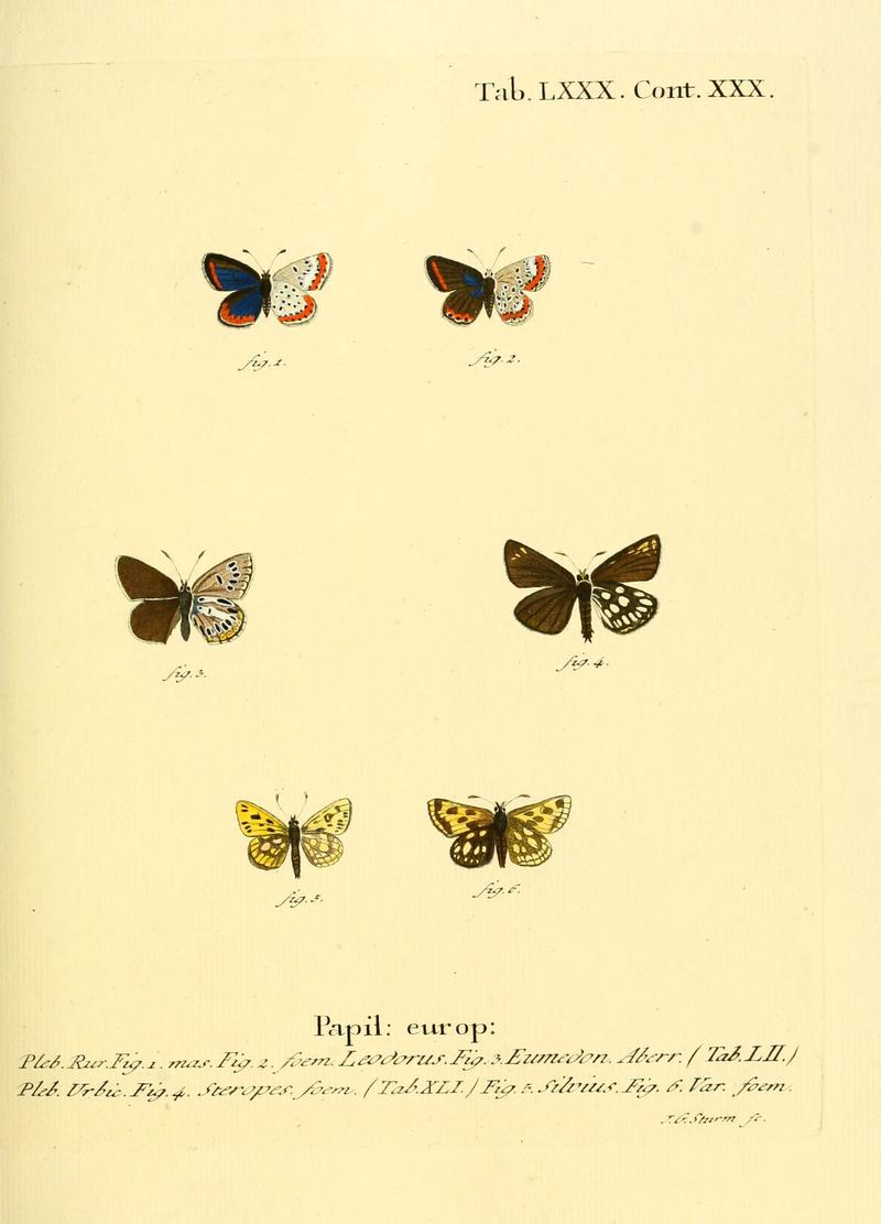 Die Schmetterlinge in Abbildungen nach der Natur (Tab. LXXX) (6103318662)