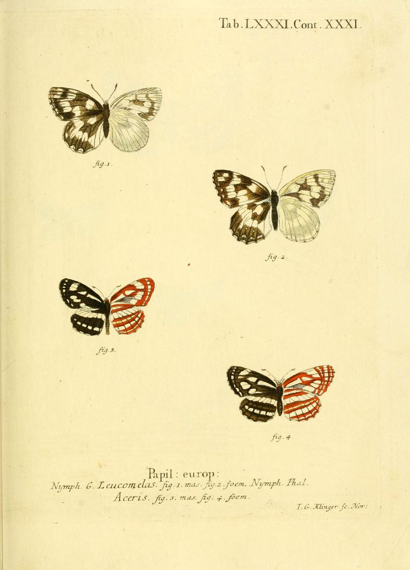 Die Schmetterlinge in Abbildungen nach der Natur (Tab. LXXXI) (6102772749)