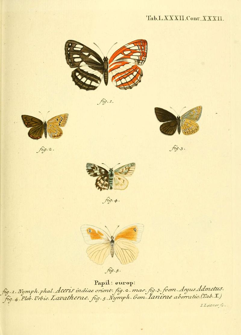 Die Schmetterlinge in Abbildungen nach der Natur (Tab. LXXXII) (6102773089)