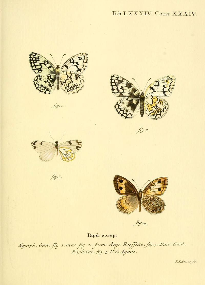 Die Schmetterlinge in Abbildungen nach der Natur (Tab. LXXXIV) (6102773777)