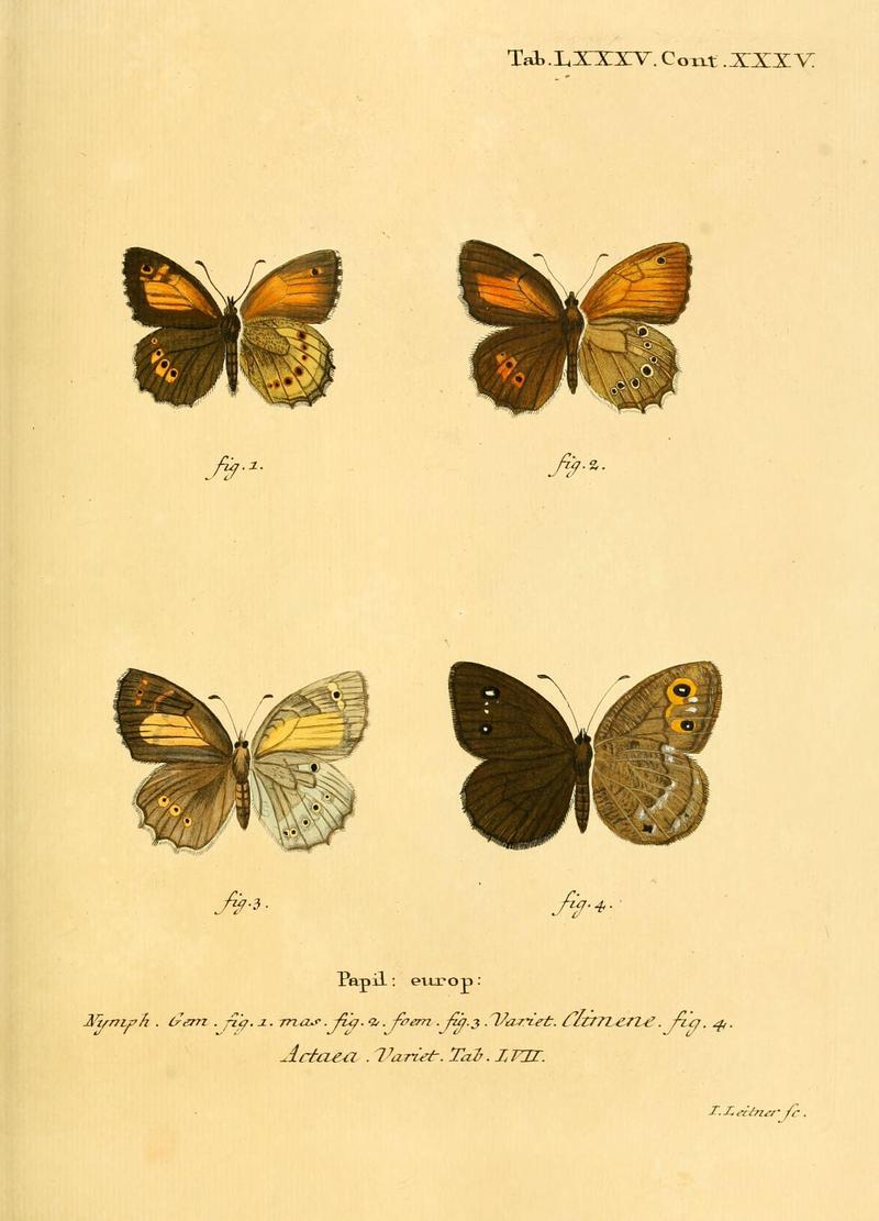 Die Schmetterlinge in Abbildungen nach der Natur (Tab. LXXXV) (6102774033)