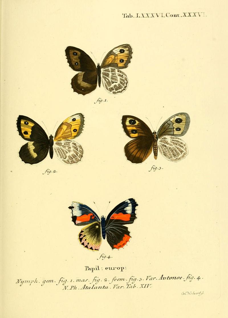 Die Schmetterlinge in Abbildungen nach der Natur (Tab. LXXXVI) (6102774401)