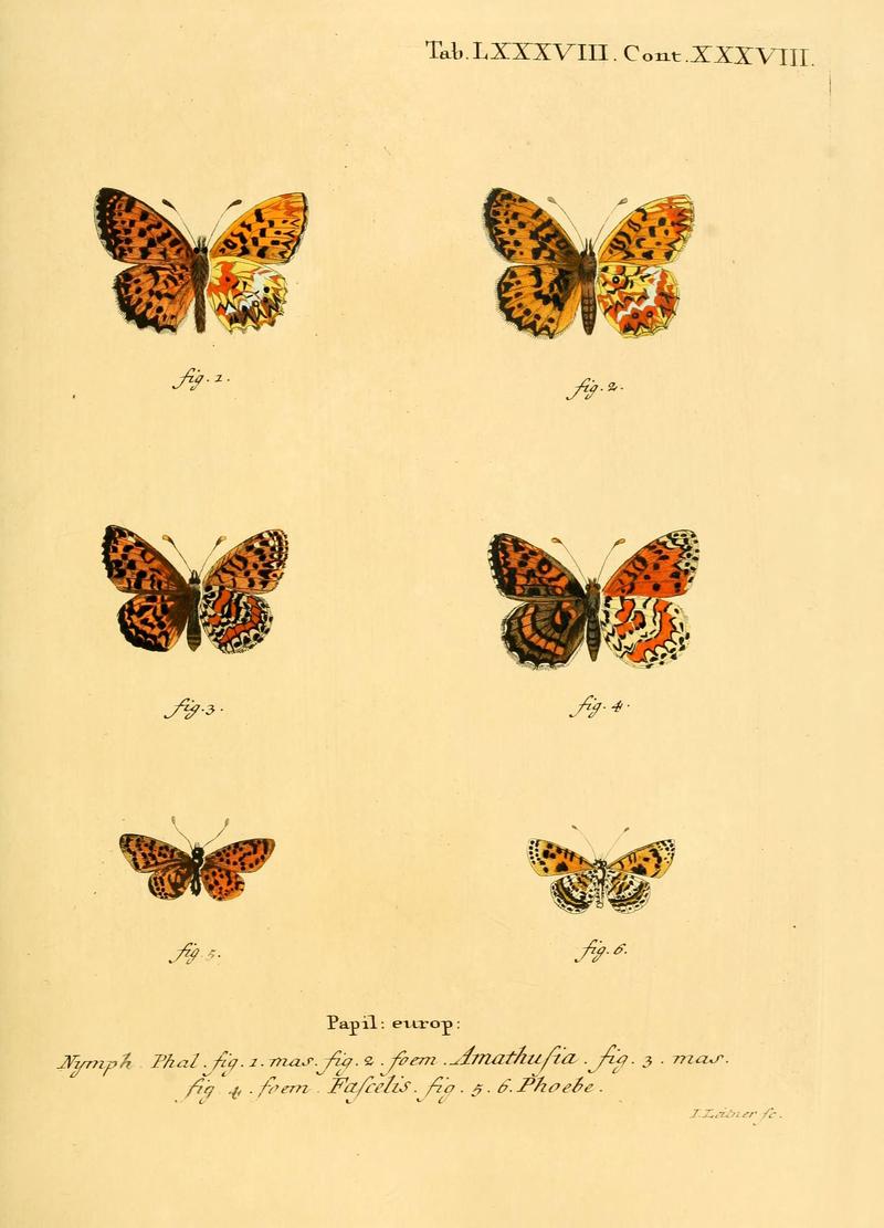 Die Schmetterlinge in Abbildungen nach der Natur (Tab. LXXXVIII) (6102774849)