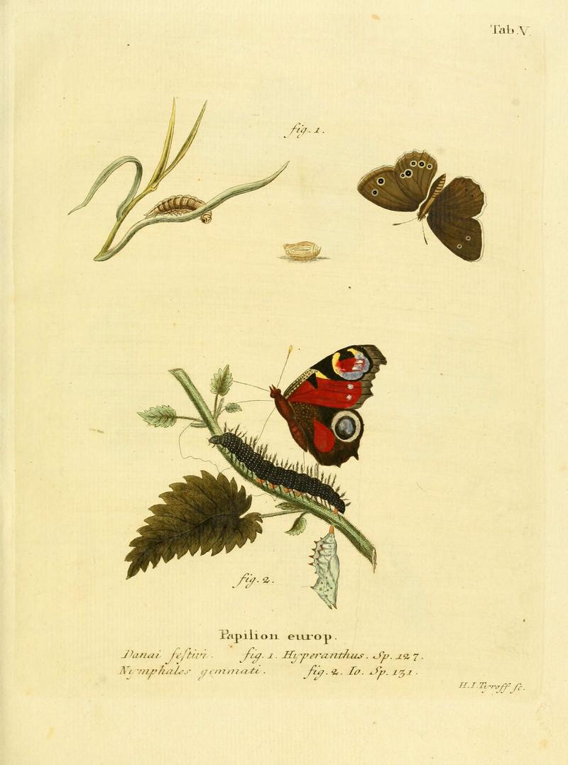 Die Schmetterlinge in Abbildungen nach der Natur (Tab. V) (6102669237)