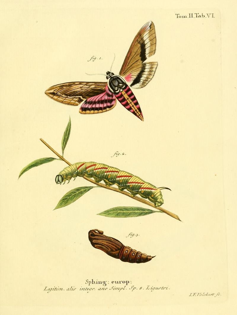 Die Schmetterlinge in Abbildungen nach der Natur (Tab. VI) (8141912368)