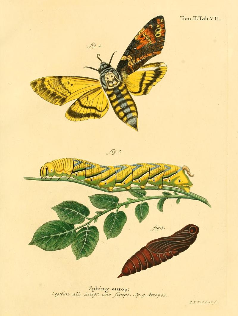 Die Schmetterlinge in Abbildungen nach der Natur (Tab. VII) (8141883385)