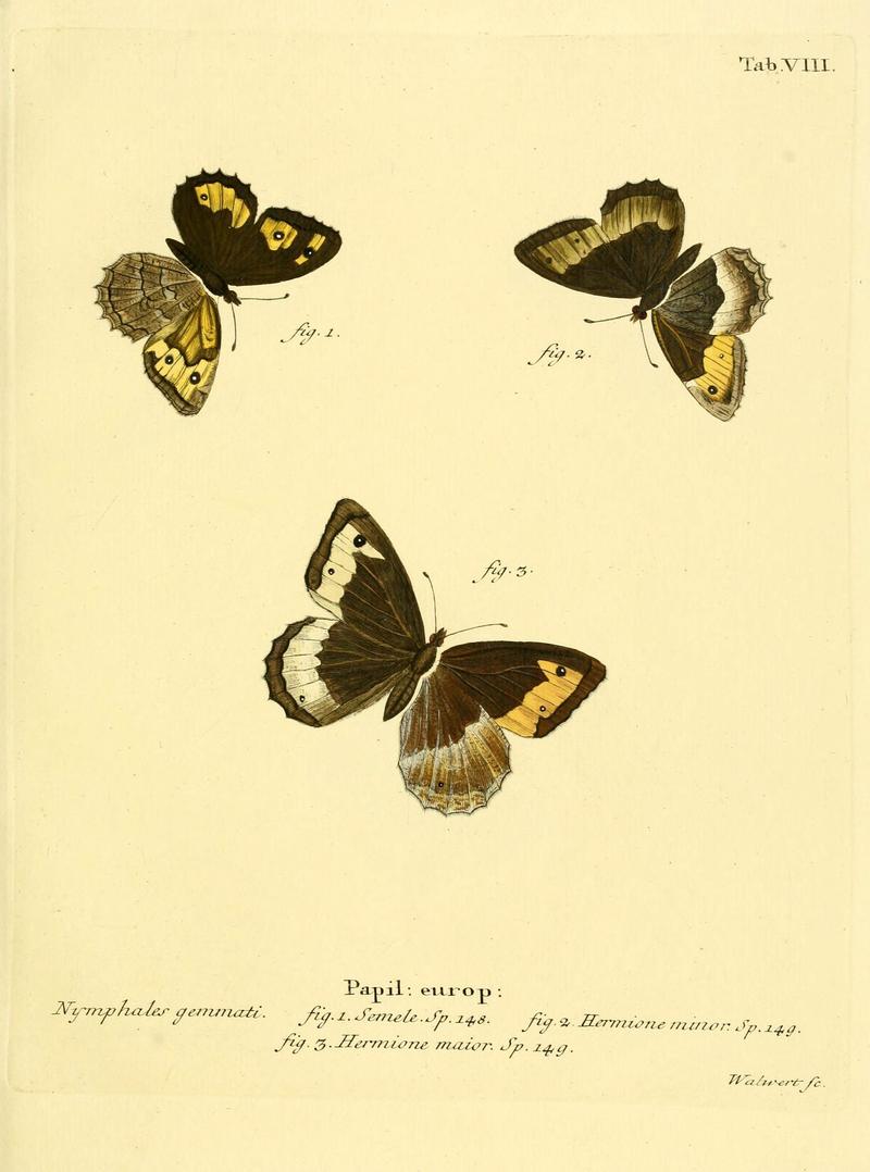 Die Schmetterlinge in Abbildungen nach der Natur (Tab. VIII) (6103215264)