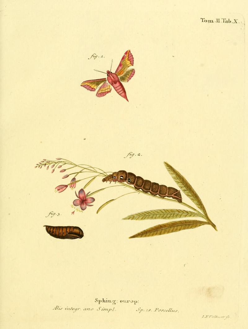 Die Schmetterlinge in Abbildungen nach der Natur (Tab. X) (8141884855)