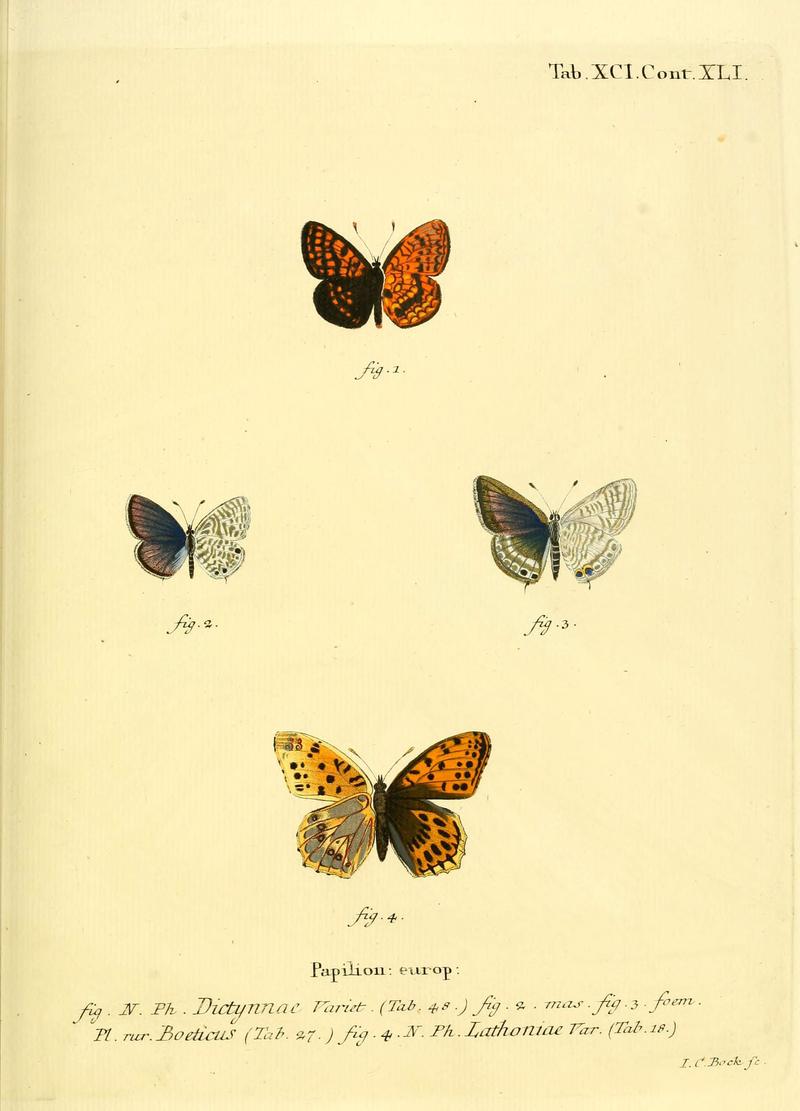 Die Schmetterlinge in Abbildungen nach der Natur (Tab. XCI) (6102775709)