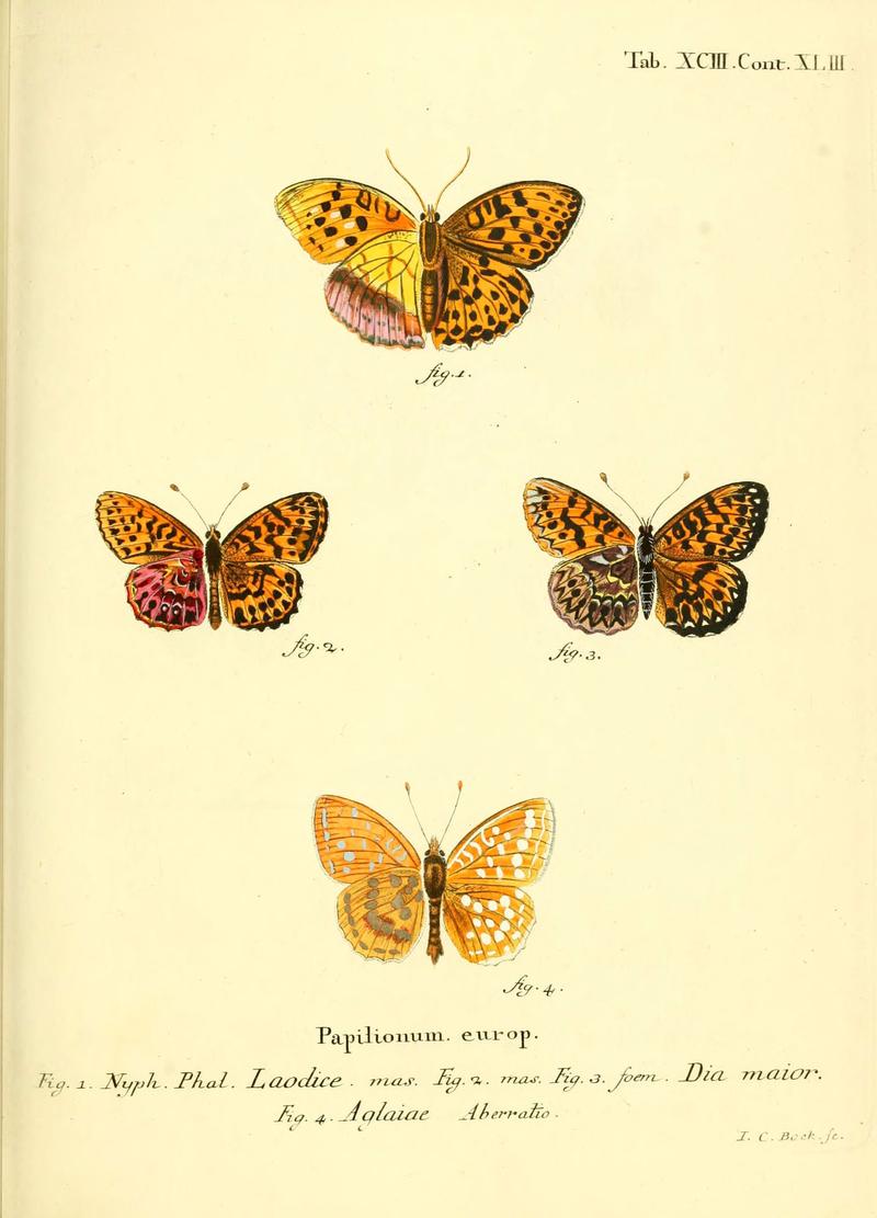 Die Schmetterlinge in Abbildungen nach der Natur (Tab. XCIII) (6102776425)