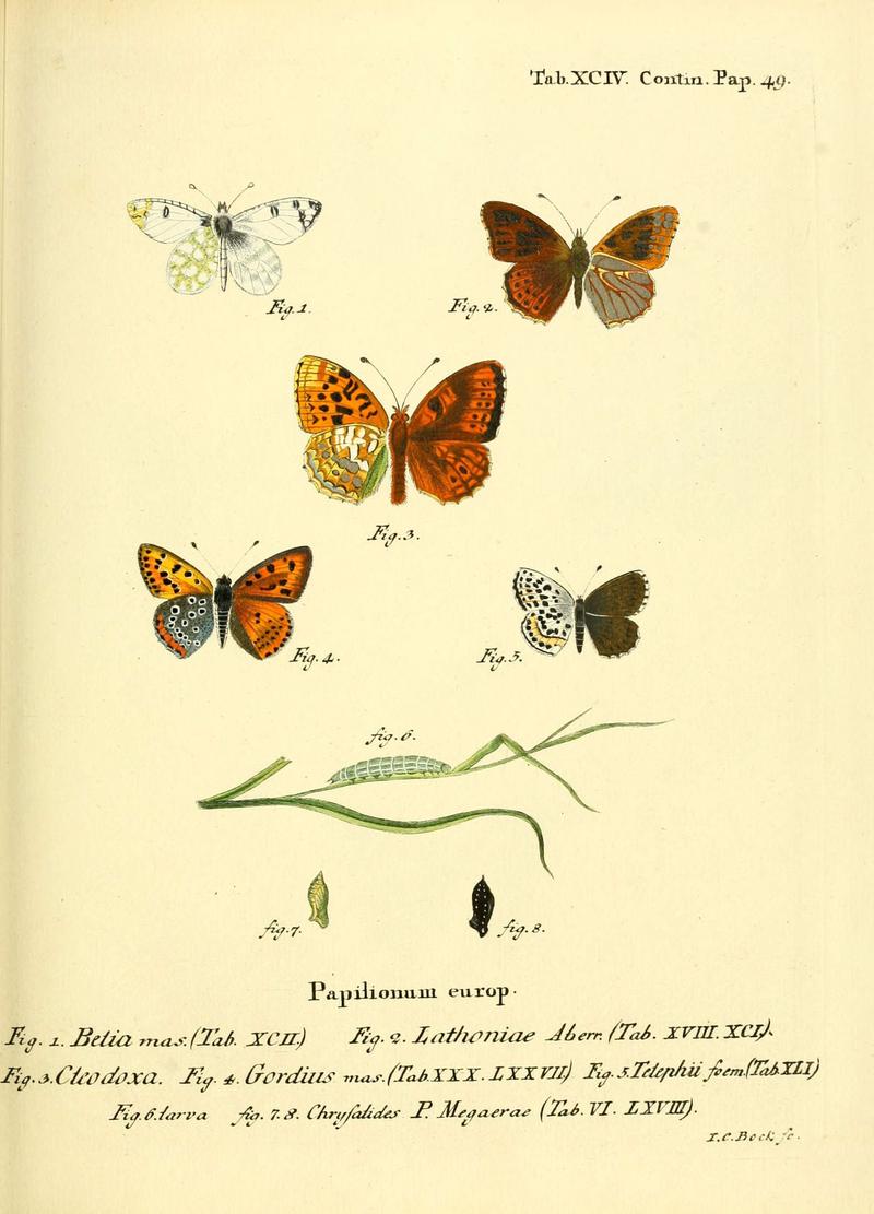 Die Schmetterlinge in Abbildungen nach der Natur (Tab. XCIV) (6102776763)