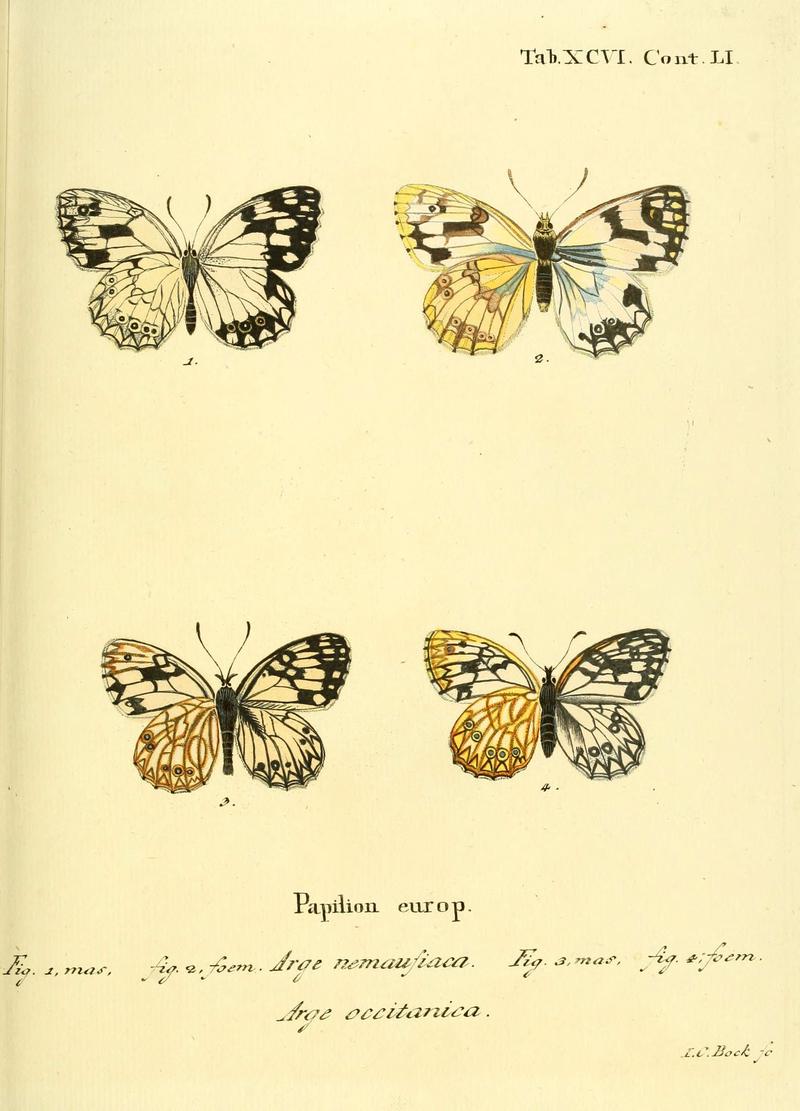 Die Schmetterlinge in Abbildungen nach der Natur (Tab. XCVI) (6103323124)