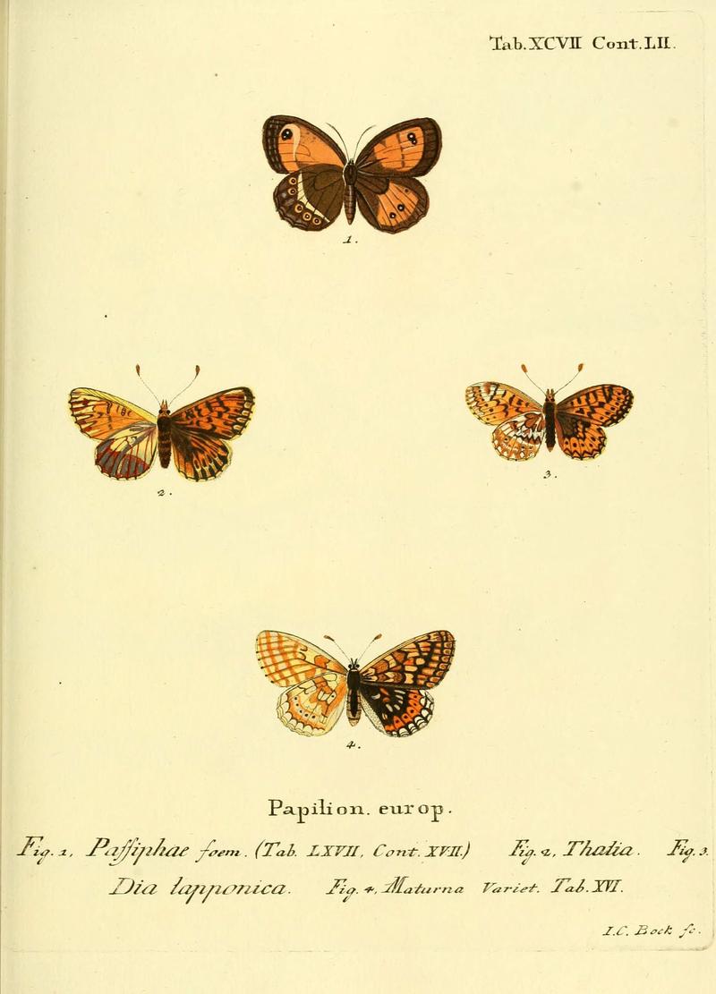 Die Schmetterlinge in Abbildungen nach der Natur (Tab. XCVII) (6102777621)