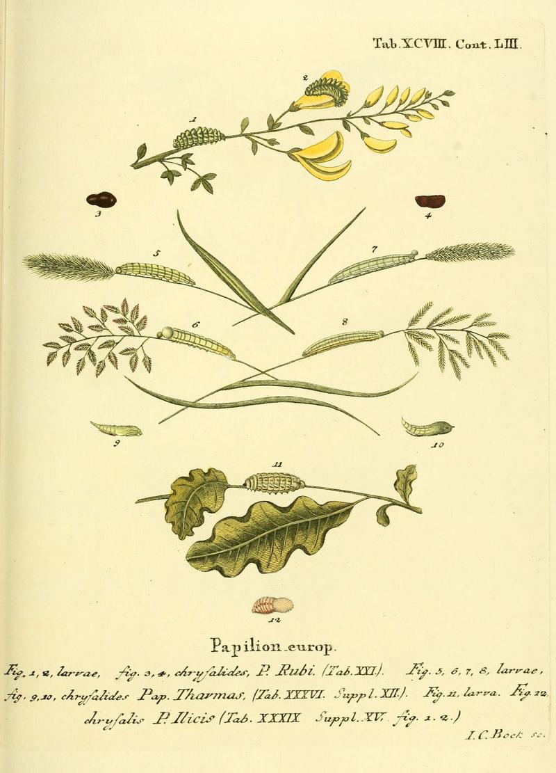Die Schmetterlinge in Abbildungen nach der Natur (Tab. XCVIII) (6103323672)