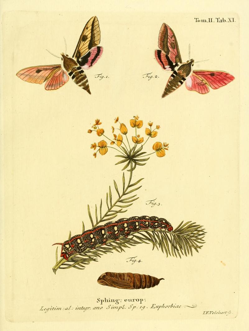 Die Schmetterlinge in Abbildungen nach der Natur (Tab. XI) (8141885385)