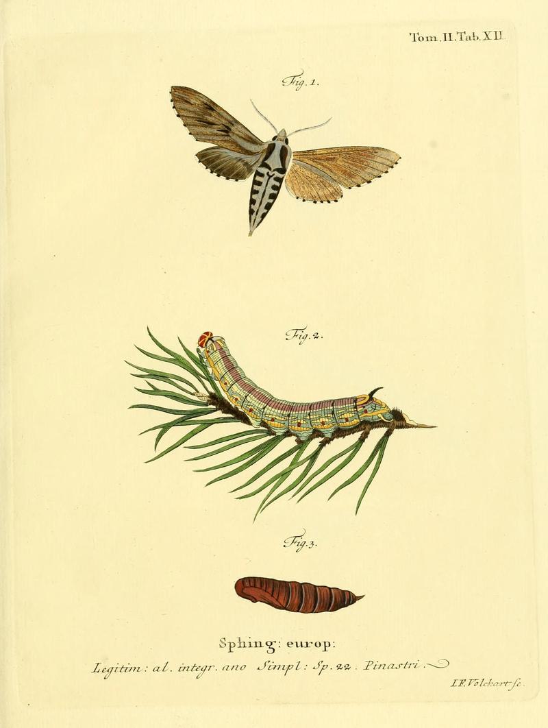 Die Schmetterlinge in Abbildungen nach der Natur (Tab. XII) (8141915888)