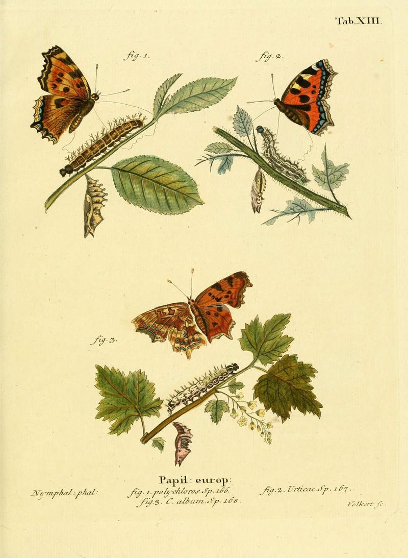 Die Schmetterlinge in Abbildungen nach der Natur (Tab. XIII) (6102745909)