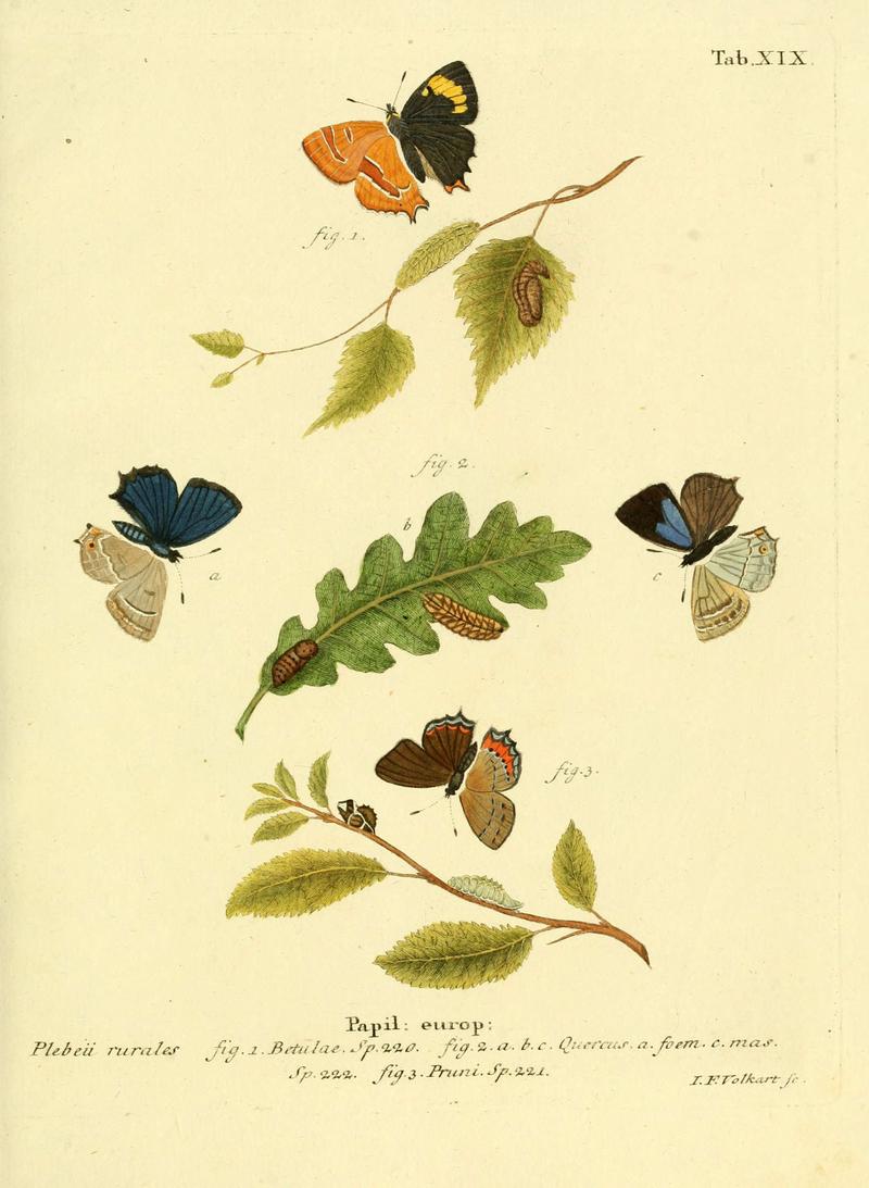 Die Schmetterlinge in Abbildungen nach der Natur (Tab. XIX) (6102747889)