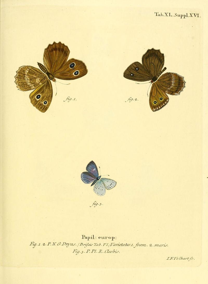 Die Schmetterlinge in Abbildungen nach der Natur (Tab. XL) (6103305844)