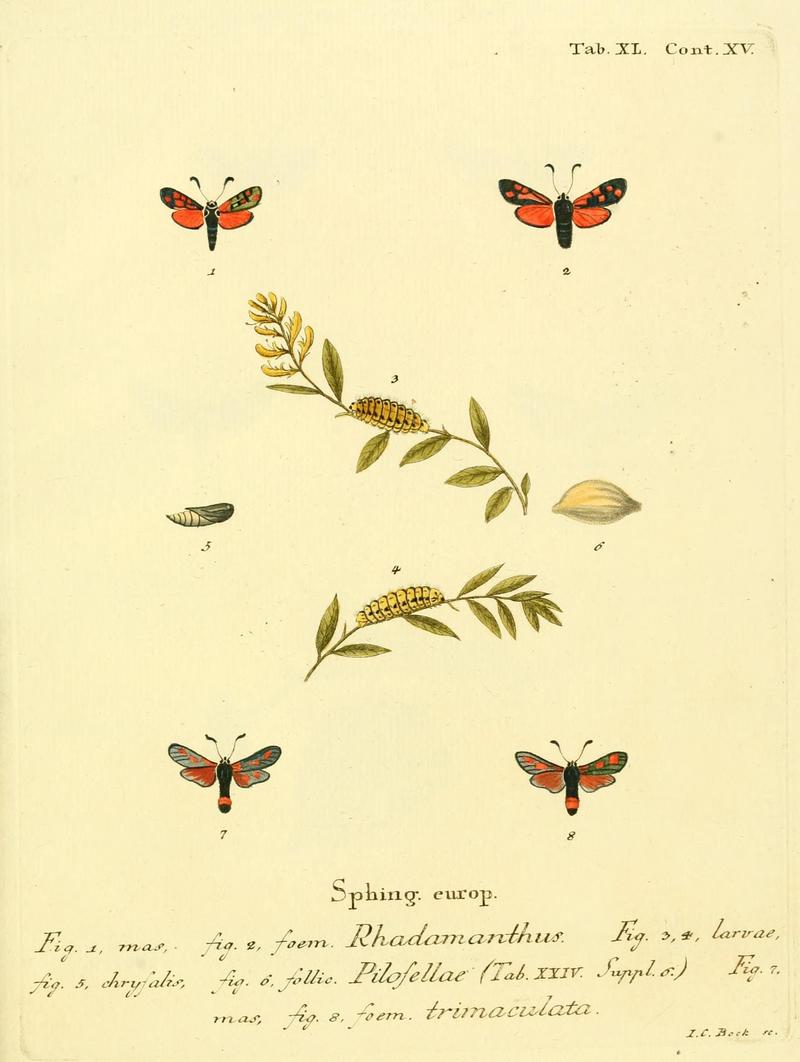 Die Schmetterlinge in Abbildungen nach der Natur (Tab. XL) (8141931618)