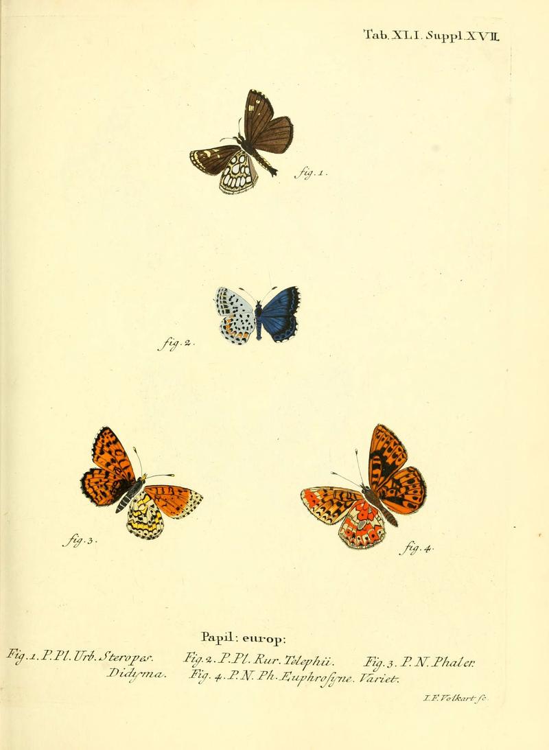 Die Schmetterlinge in Abbildungen nach der Natur (Tab. XLI) (6102759915)