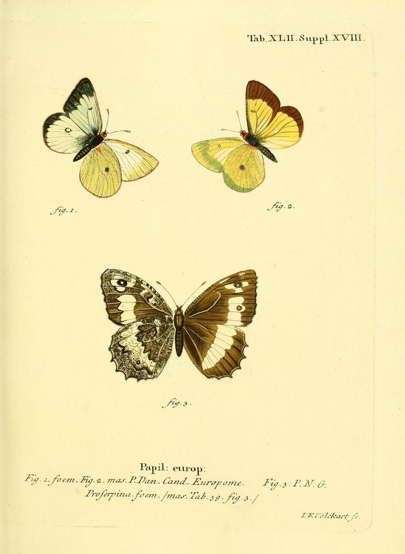Die Schmetterlinge in Abbildungen nach der Natur (Tab. XLII) (6103306506)