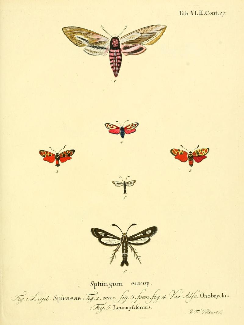 Die Schmetterlinge in Abbildungen nach der Natur (Tab. XLII) (8141932846)