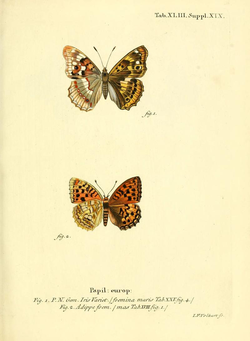 Die Schmetterlinge in Abbildungen nach der Natur (Tab. XLIII) (6103306792)
