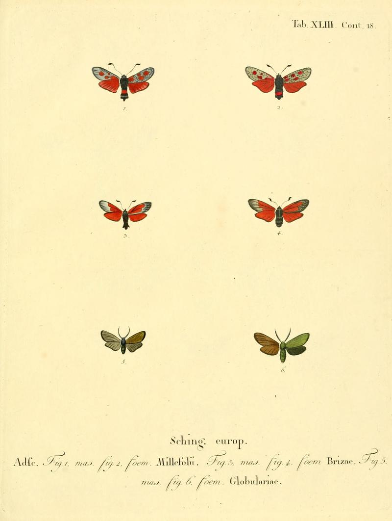 Die Schmetterlinge in Abbildungen nach der Natur (Tab. XLIII) (8141933318)