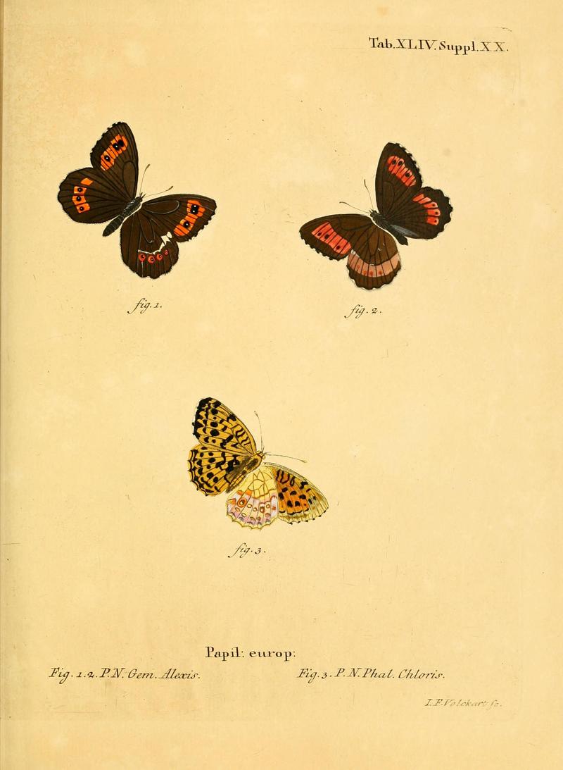 Die Schmetterlinge in Abbildungen nach der Natur (Tab. XLIV) (6103307040)
