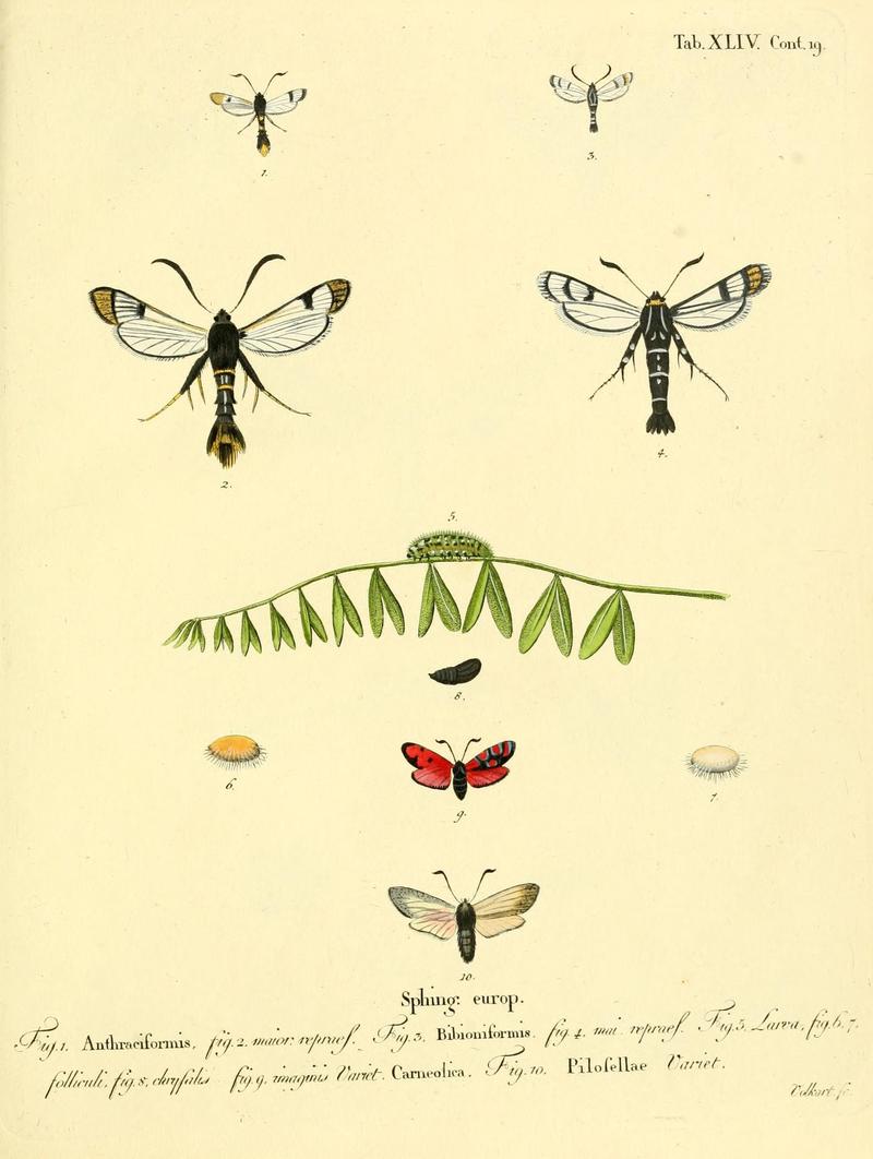 Die Schmetterlinge in Abbildungen nach der Natur (Tab. XLIV) (8141933856)