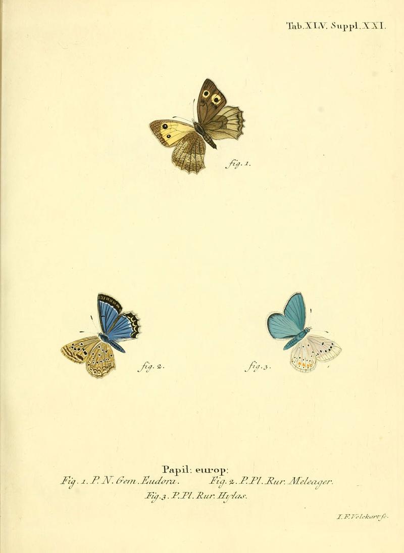 Die Schmetterlinge in Abbildungen nach der Natur (Tab. XLV) (6103307312)