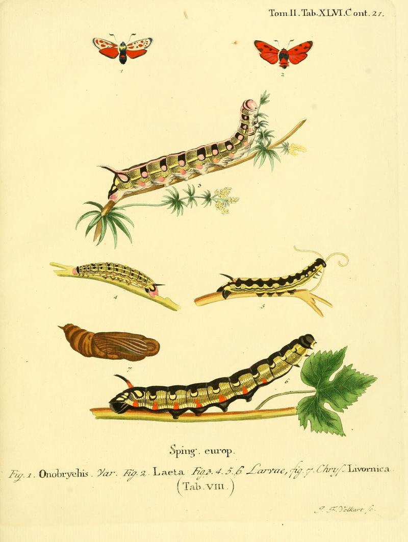 Die Schmetterlinge in Abbildungen nach der Natur (Tab. XLVI) (8141935092)