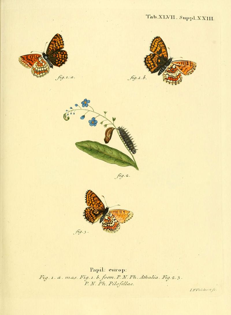 Die Schmetterlinge in Abbildungen nach der Natur (Tab. XLVII) (6102761561)