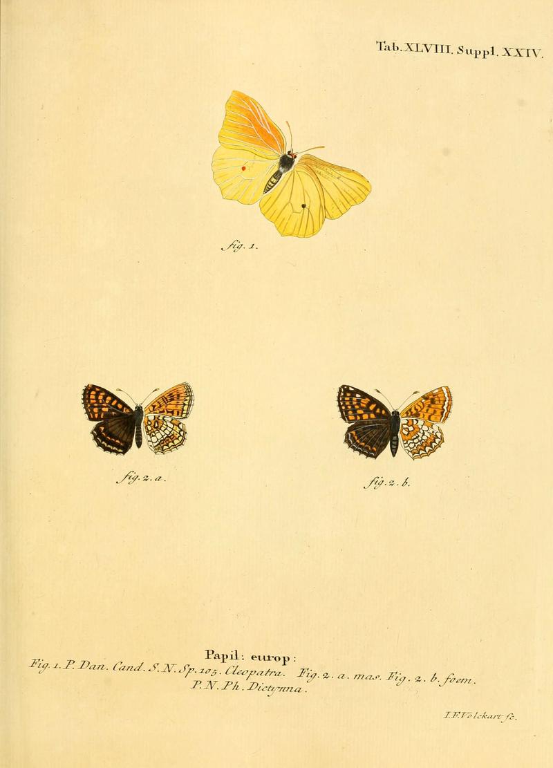 Die Schmetterlinge in Abbildungen nach der Natur (Tab. XLVIII) (6103308074)