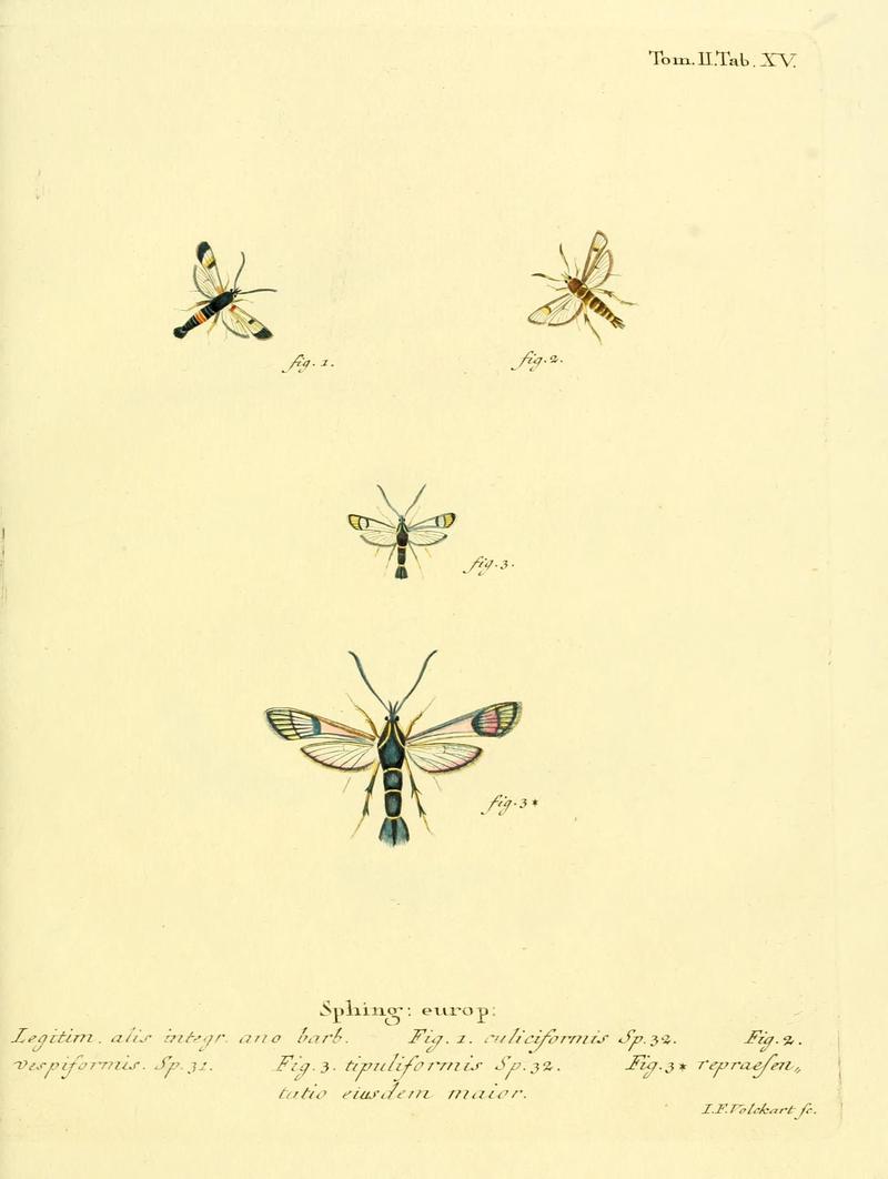 Die Schmetterlinge in Abbildungen nach der Natur (Tab. XV) (8141887435)