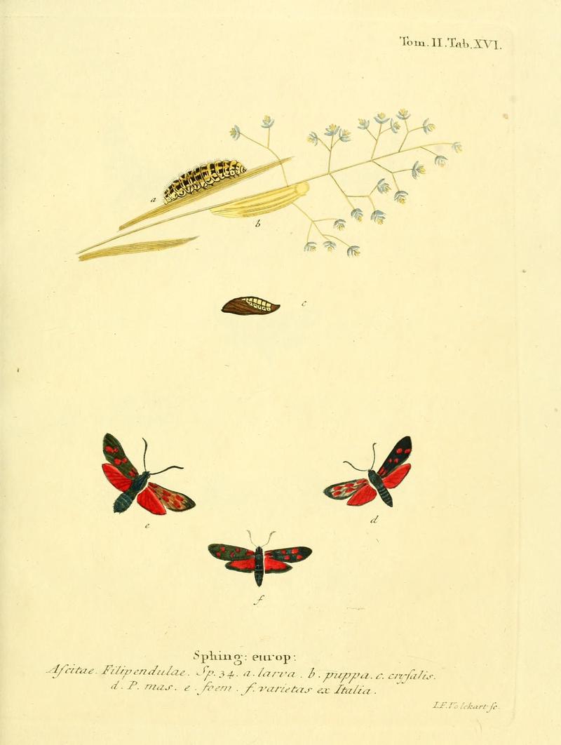 Die Schmetterlinge in Abbildungen nach der Natur (Tab. XVI) (8141917876)