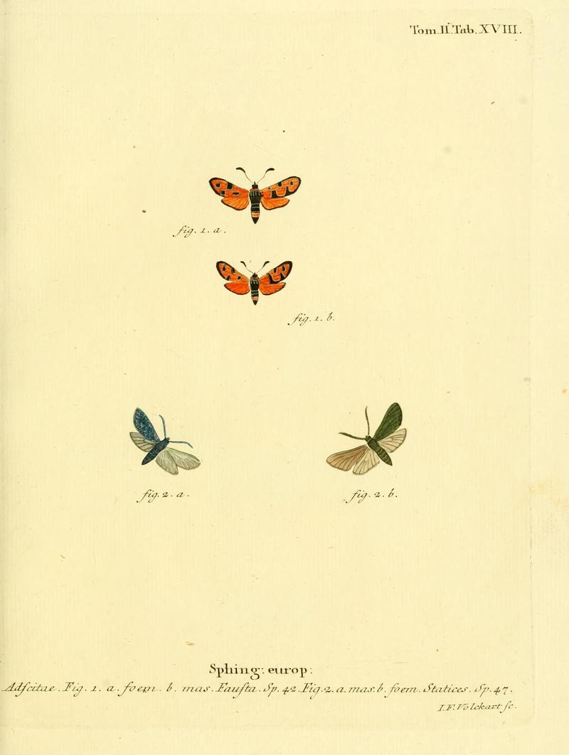 Die Schmetterlinge in Abbildungen nach der Natur (Tab. XVIII) (8141888739)