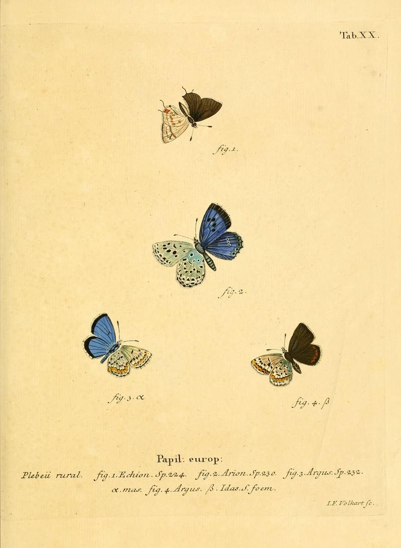 Die Schmetterlinge in Abbildungen nach der Natur (Tab. XX) (6102748113)