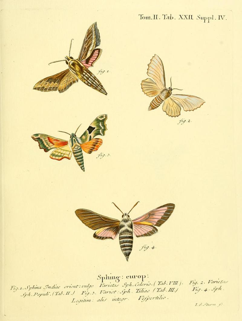 Die Schmetterlinge in Abbildungen nach der Natur (Tab. XXII) (8141891057)
