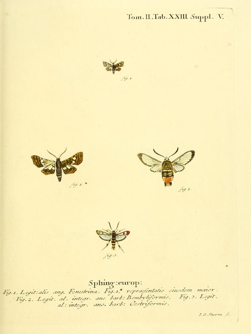 Die Schmetterlinge in Abbildungen nach der Natur (Tab. XXIII) (8141891459)