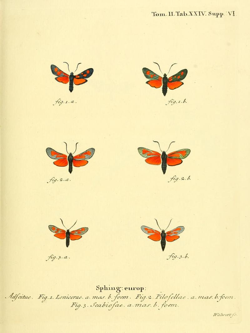 Die Schmetterlinge in Abbildungen nach der Natur (Tab. XXIV) (8141892131)