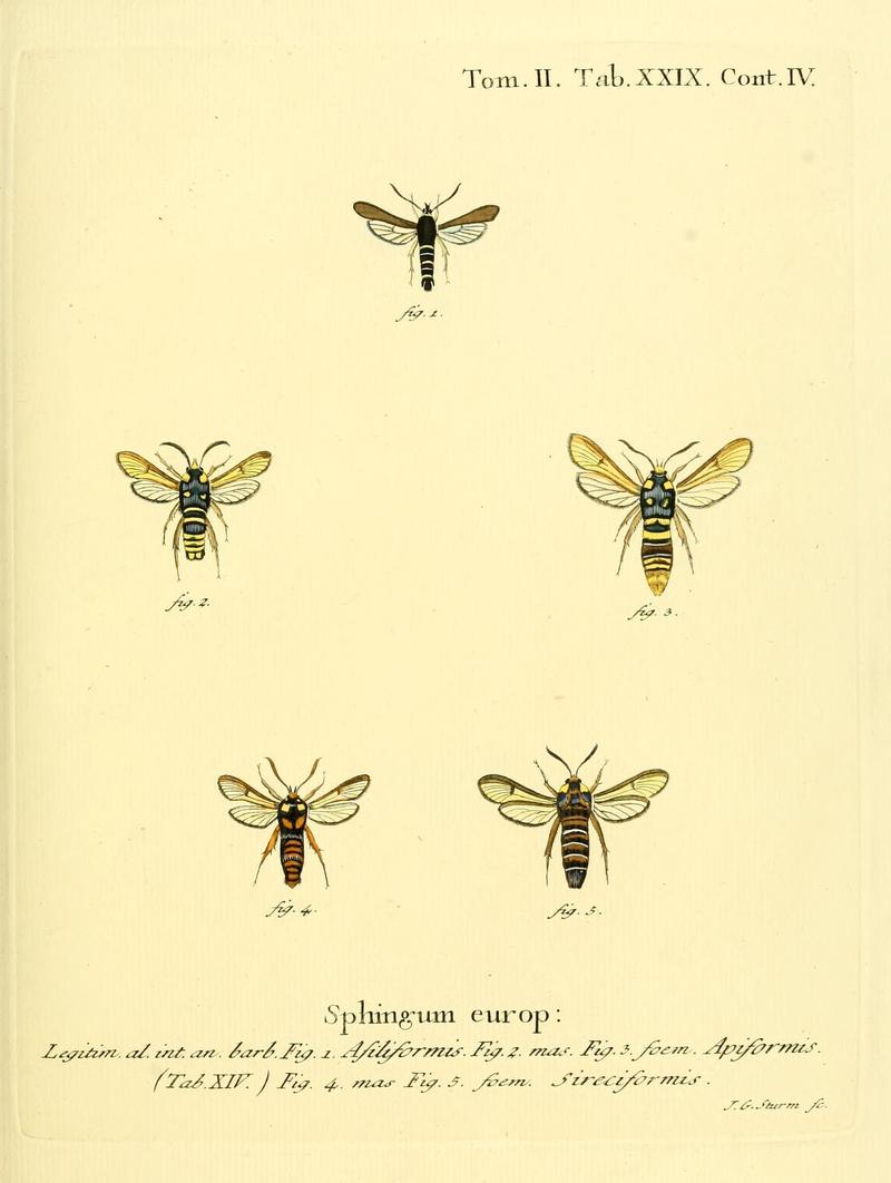Die Schmetterlinge in Abbildungen nach der Natur (Tab. XXIX) (8141895331)