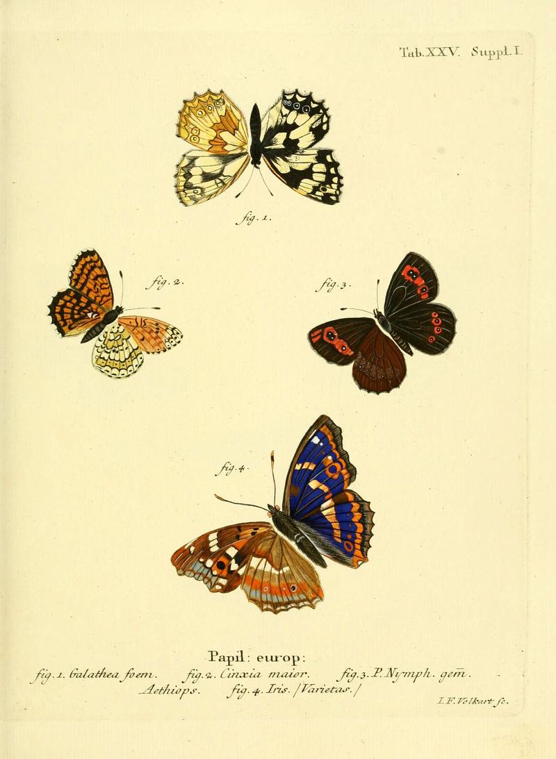 Die Schmetterlinge in Abbildungen nach der Natur (Tab. XXV) (6103295556)